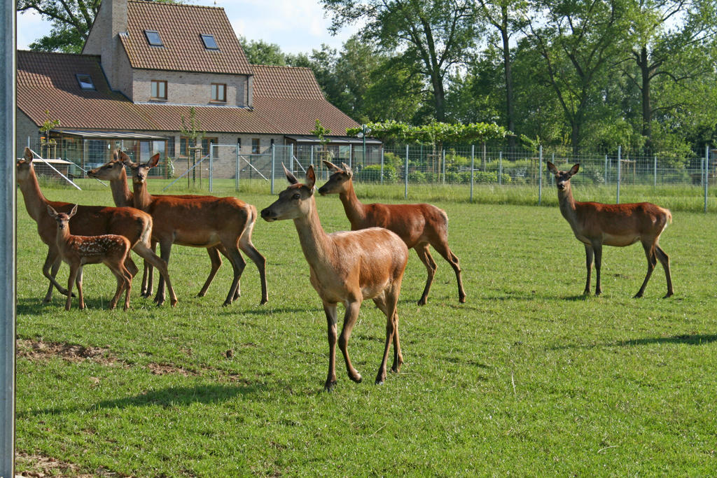 'T Leeg Huys Villa Lo-Reninge Oda fotoğraf